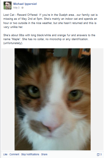 Maple the lost cat as posted on Facebook